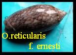 OLIVA (STREPHONA) RETICULARIS, LAMARCK 1810 f. ERNESTI, PETUCH 1990